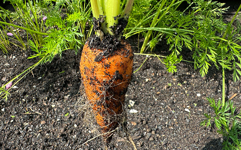 Biochar has a positive impact on soils.